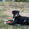 dog, black_and_white, lying_down, outdoors, grass, yard, garden, ball, orange_ball, yellow_ball, pet, collar, animal, portrait, alert, relaxed, trees, swing_set, rural, daylight