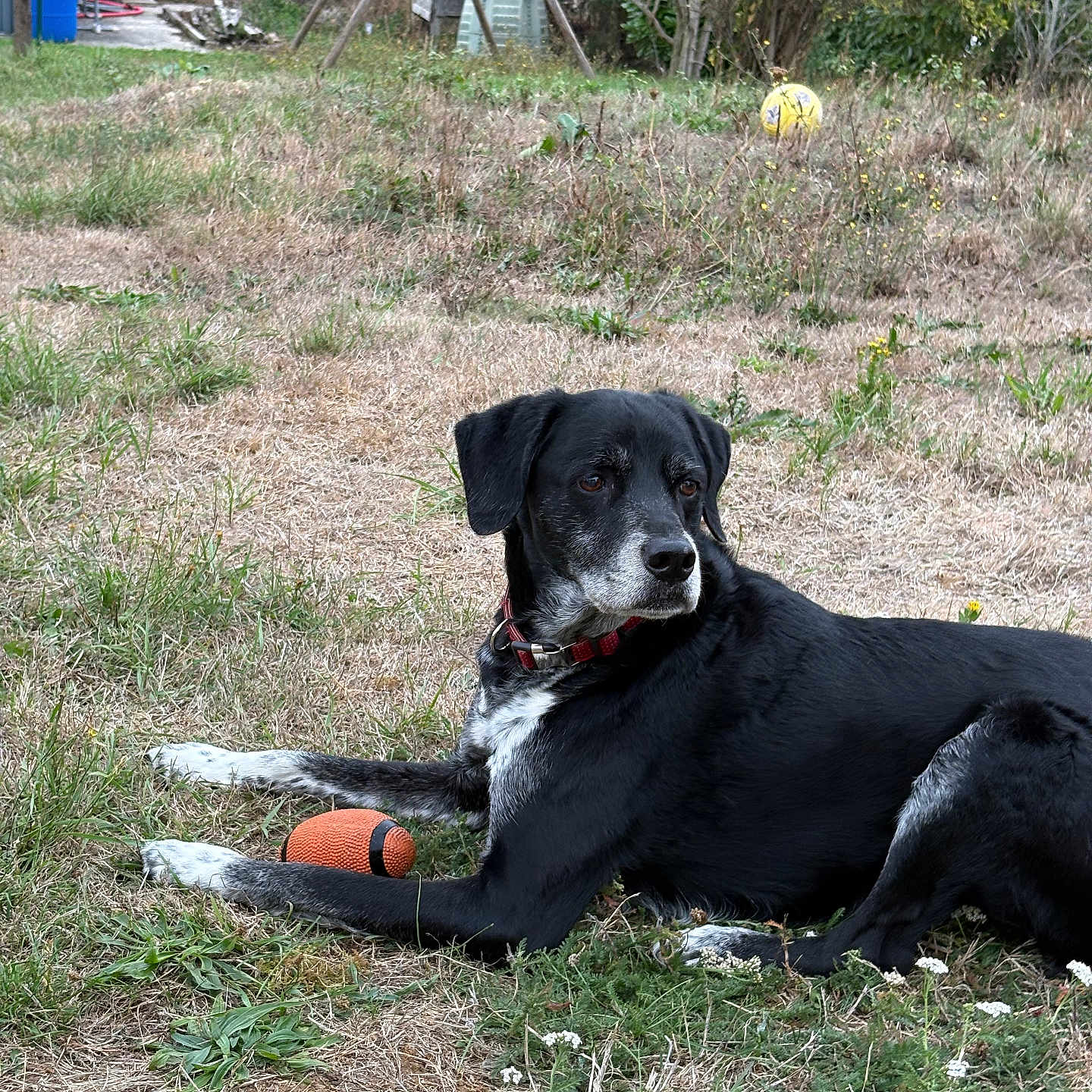 Tuck participe au concours pour gagner de l'argent avec cette photo : dog, black_and_white, lying_down, outdoors, grass, yard, garden, ball, orange_ball, yellow_ball, pet, collar, animal, portrait, alert, relaxed, trees, swing_set, rural, daylight