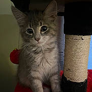 Athena is registered to the contest to win money with this photo: kitten, cat, gray_tabby, scratching_post, red_platform, fur, whiskers, ears, cute, pet, indoor, animal, feline, young, looking, curious, sitting, playful, closeup, soft