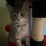 animal, cat, closeup, curious, cute, ears, feline, fur, gray_tabby, indoor, kitten, looking, pet, playful, red_platform, scratching_post, sitting, soft, whiskers, young