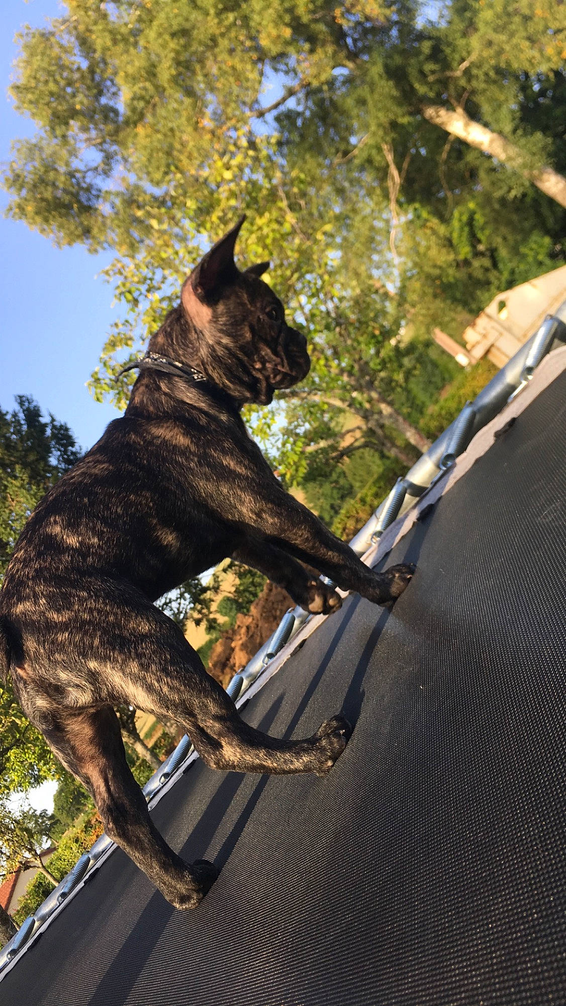 Pumbaa participe au concours pour gagner de l'argent avec cette photo : american_staffordshire_terrier, canidae, carnivore, dog, dog_breed, dutch_shepherd_dog, fawn, guard_dog, non_sporting_group, perro_de_presa_canario, tail, tree, working_dog