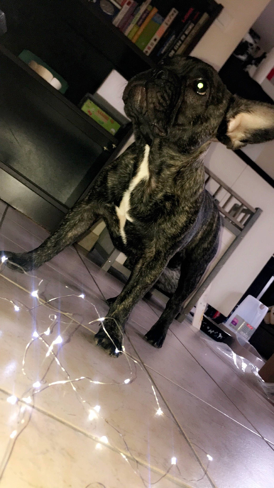 Pumbaa participe au concours pour gagner de l'argent avec cette photo : canidae, carnivore, dog, dog_breed, non_sporting_group, sporting_group