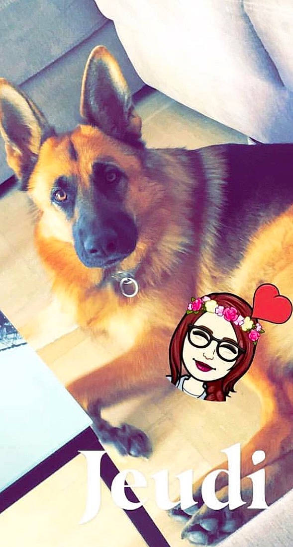 Naelle a rejoint le concours — aidez-le/la à gagner de superbes lots ! canidae, canis, carnivore, dog, dog_breed, ear, fawn, german_shepherd_dog, herding_dog, nose, photo_caption, police_dog, puppy, snout, working_dog