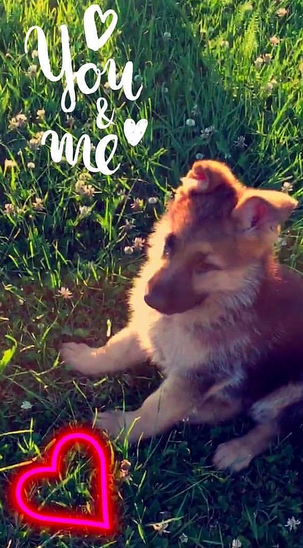 Naelle participe au concours pour gagner de l'argent avec cette photo : adaptation, akita, canidae, carnivore, dog, dog_breed, fawn, felidae, grass, mammal, photo_caption, puppy, tail, wildlife