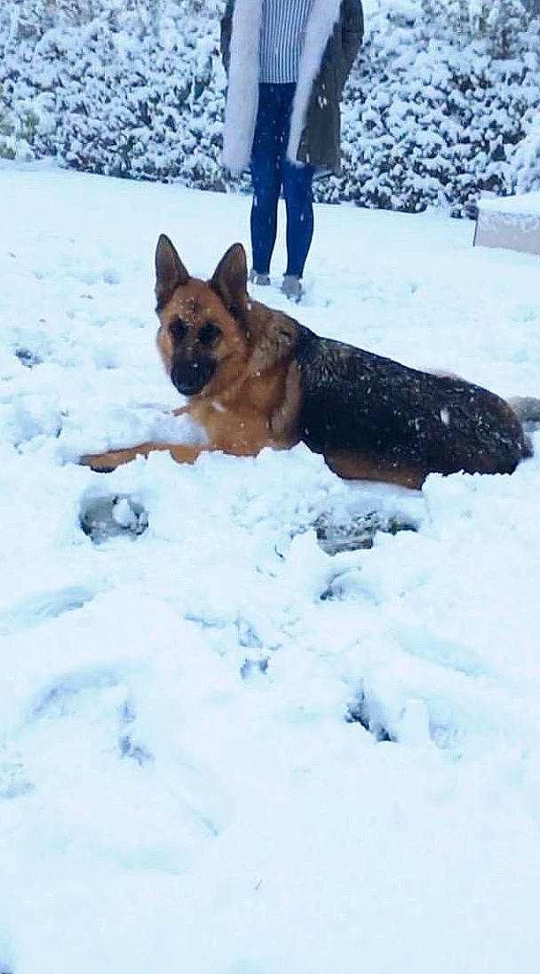 Naelle a rejoint le concours — aidez-le/la à gagner de superbes lots ! belgian_shepherd, belgian_shepherd_malinois, canidae, carnivore, dog, dog_breed, east_european_shepherd, geological_phenomenon, german_shepherd_dog, king_shepherd, kunming_wolfdog, mammal, old_german_shepherd_dog, shiloh_shepherd_dog, snow, vertebrate, winter, working_dog