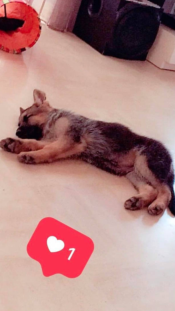 Naelle participe au concours pour gagner de l'argent avec cette photo : canidae, carnivore, cat, dog, dog_breed, ear, felidae, fur, german_shepherd_dog, kitten, paw, puppy, small_to_medium_sized_cats, tail, wolfdog