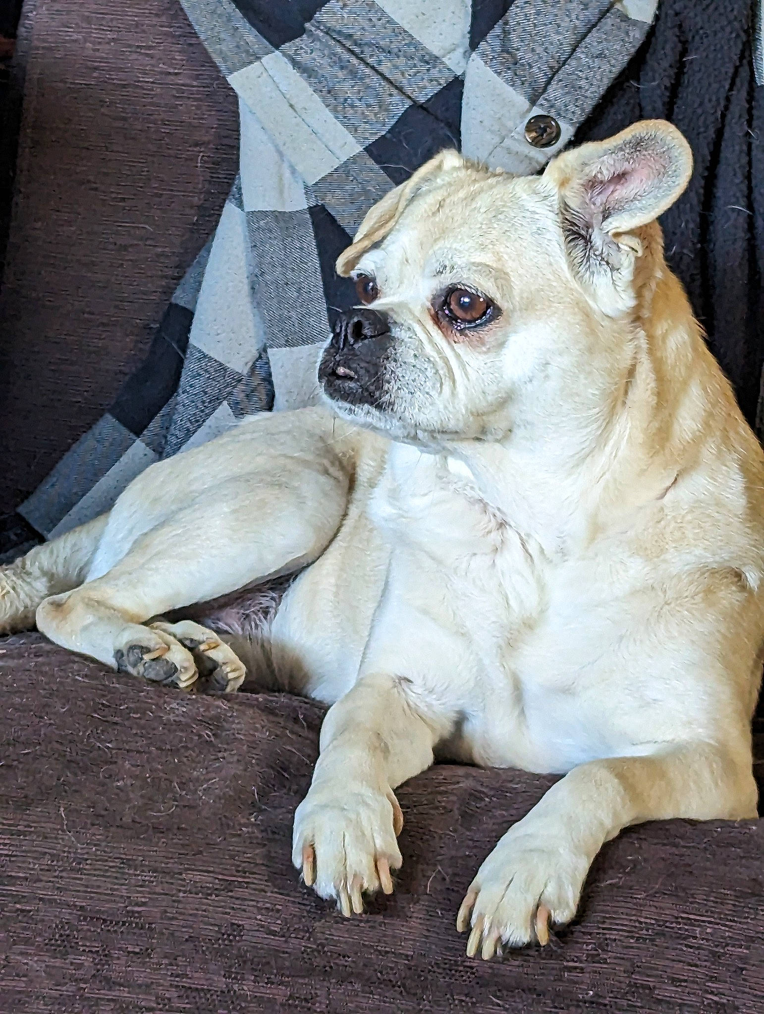 Lexi joined the competition — help win amazing prizes! bulldog, canidae, carnivore, comfort, companion_dog, couch, dog, dog_breed, dog_supply, fawn, fur, linens, snout, sporting_group, terrestrial_animal, toy_dog, whiskers, white_english_bulldog, working_animal, wrinkle