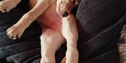Kiara a rejoint le concours — aidez-le/la à gagner de superbes lots ! animal, beagle, bed, blanket, bulldog, canine, couch, dog, furniture, goldenretriever, homedecor, hound, labradorretriever, linen, person, pet, pitbull, puppy, quilt, sleeping