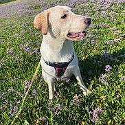 Kiara participe au concours pour gagner de l'argent avec cette photo : animal, blue_sky, canine, dog, field, flowers, grass, greenery, happy, harness, leash, nature, outdoor, pet, playful, purple_flowers, sitting, summer, sunny, wet_dog