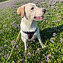 animal, blue_sky, canine, dog, field, flowers, grass, greenery, happy, harness, leash, nature, outdoor, pet, playful, purple_flowers, sitting, summer, sunny, wet_dog