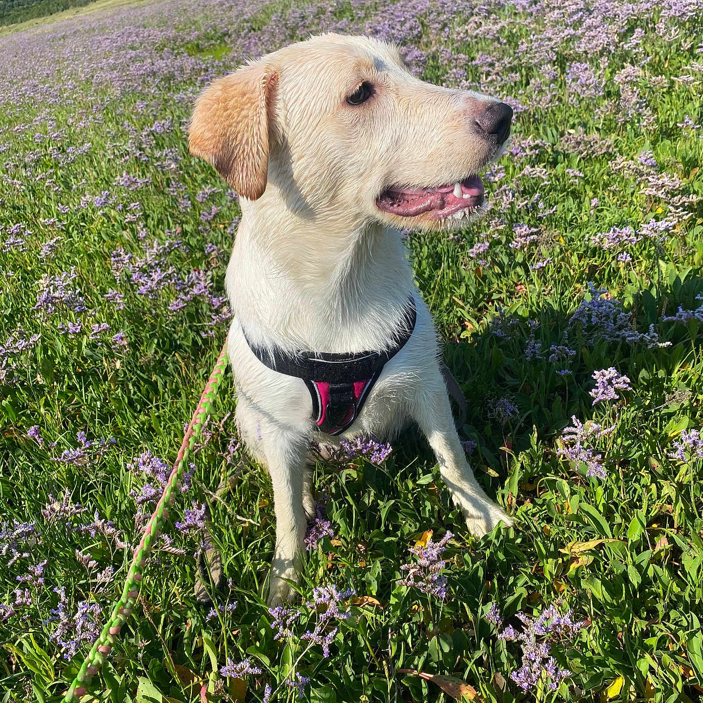 Kiara participe au concours pour gagner de l'argent avec cette photo : animal, blue_sky, canine, dog, field, flowers, grass, greenery, happy, harness, leash, nature, outdoor, pet, playful, purple_flowers, sitting, summer, sunny, wet_dog