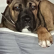 Ice a rejoint le concours — aidez-le/la à gagner de superbes lots ! animal, black_muzzle, brown_fur, canine, closeup, collar, companion, cozy, cute, dog, domestic_animal, floor_tiles, furniture, indoor, paw, pet_bed, portrait, relaxed, resting, sleepy