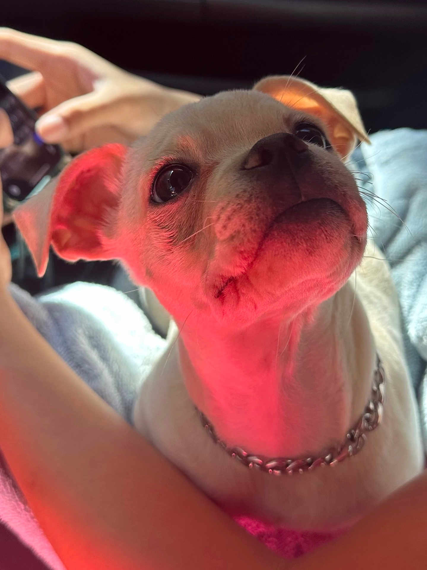 Milo