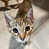 cat, kitten, animal, pet, curious, whiskers, ears, eyes, face, feline, cute, young, indoor, floor, blurred_background, striped, tabby, looking_up, close_up, domestic_animal