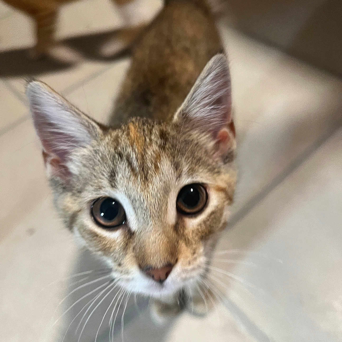 Sally is registered to the contest to win money with this photo: cat, kitten, animal, pet, curious, whiskers, ears, eyes, face, feline, cute, young, indoor, floor, blurred_background, striped, tabby, looking_up, close_up, domestic_animal