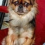 dog, small_dog, fluffy, brown_fur, black_fur, sitting, chair, indoor, pet, close_up, cute, animal, face, ears, fur, paw, looking, expression, domestic_animal, companion
