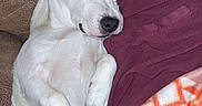 Stich is registered to the contest to win money with this photo: animal, blanket, comfort, couch, cozy, cute, dog, fur, home, indoors, maroon_blanket, nap, patterned_blanket, peaceful, pet, relaxed, resting, sleeping, snuggled, white_dog