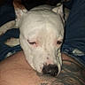 Stich is registered to the contest to win money with this photo: animal, belly, close_up, companion, cute, denim, dog, face, fur, human, indoor, jeans, paw, pet, relaxed, resting, skin, sleepy, tattoo, white_dog