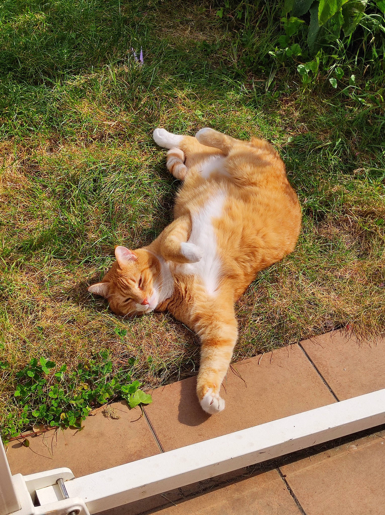 Pikachu participe au concours pour gagner de l'argent avec cette photo : big_cats, carnivore, cat, companion_dog, dog_breed, domestic_short_haired_cat, fawn, felidae, fur, grass, paw, plant, road_surface, small_to_medium_sized_cats, snout, sporting_group, tail, terrestrial_animal, whiskers, wood