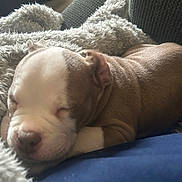 Oso joined the competition — help win amazing prizes! puppy, dog, sleeping, blanket, soft, cozy, fur, cute, pet, resting, closeup, brown, white, indoor, comfort, nap, animal, young, relaxation, couch