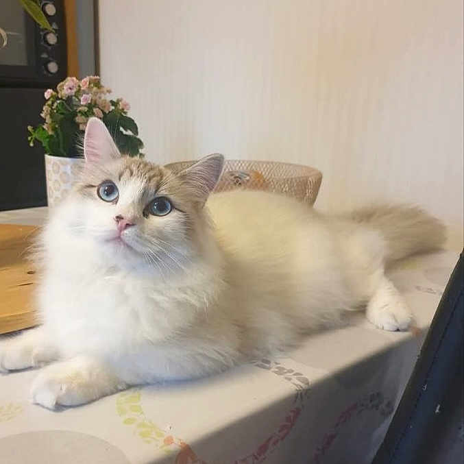 Rolex a rejoint le concours — aidez-le/la à gagner de superbes lots ! abyssinian, angora, animal, cat, flower, jar, kitten, manx, pet, plant, planter, pottedplant, pottery, siamese, vase, window, windowsill