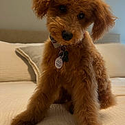 Wally is registered to the contest to win money with this photo: puppy, dog, bed, cute, fluffy, pet, animal, collar, indoor, fur, portrait, curious, head_tilt, cozy, brown, canine, young, domestic, friendly, companion