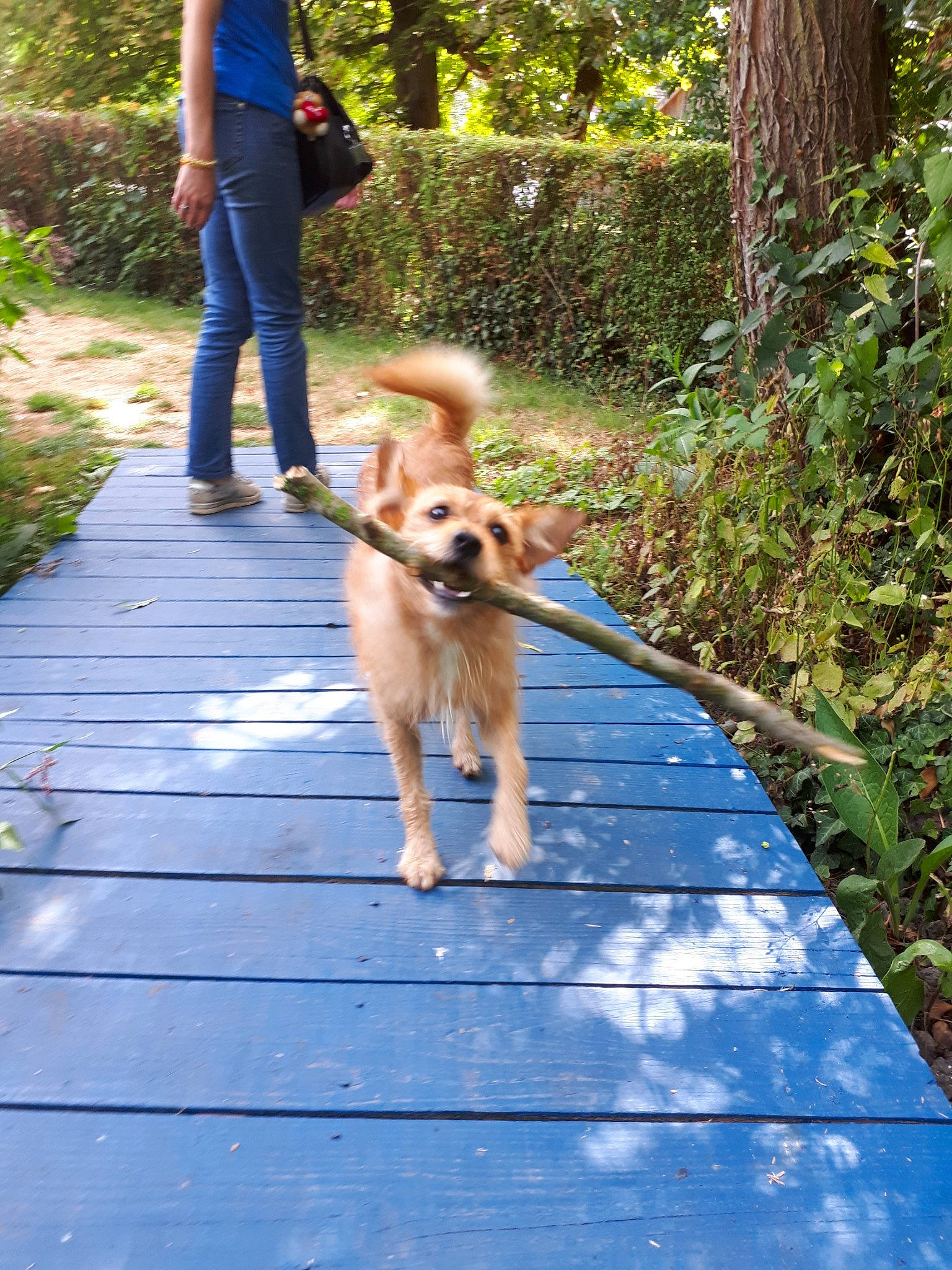 Maiden a rejoint le concours — aidez-le/la à gagner de superbes lots ! adventure, canidae, carnivore, companion_dog, dog, dog_breed, dog_walking, fashion_accessory, fawn, leash, mammal, pomeranian, retriever, road, sidewalk, sporting_group, tail, tree, walking