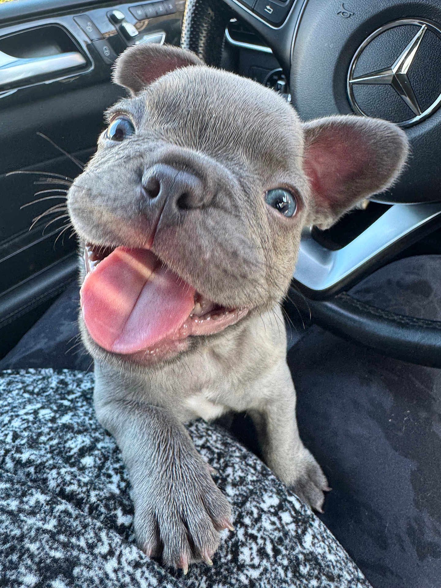 Potato joined the competition — help win amazing prizes! dog, puppy, french_bulldog, tongue_out, car_interior, steering_wheel, close_up, happy, playful, paw, blanket, cute, pet, animal, smiling, young_dog, indoors, transportation, vehicle, seat