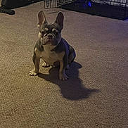 Blue joined the competition — help win amazing prizes! french_bulldog, puppy, dog, carpet, indoor, pet, animal, crate, exercise_equipment, shadow, floor, cute, small, ears, sitting, brown, white, fur, companion, domestic