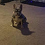 french_bulldog, puppy, dog, carpet, indoor, pet, animal, crate, exercise_equipment, shadow, floor, cute, small, ears, sitting, brown, white, fur, companion, domestic