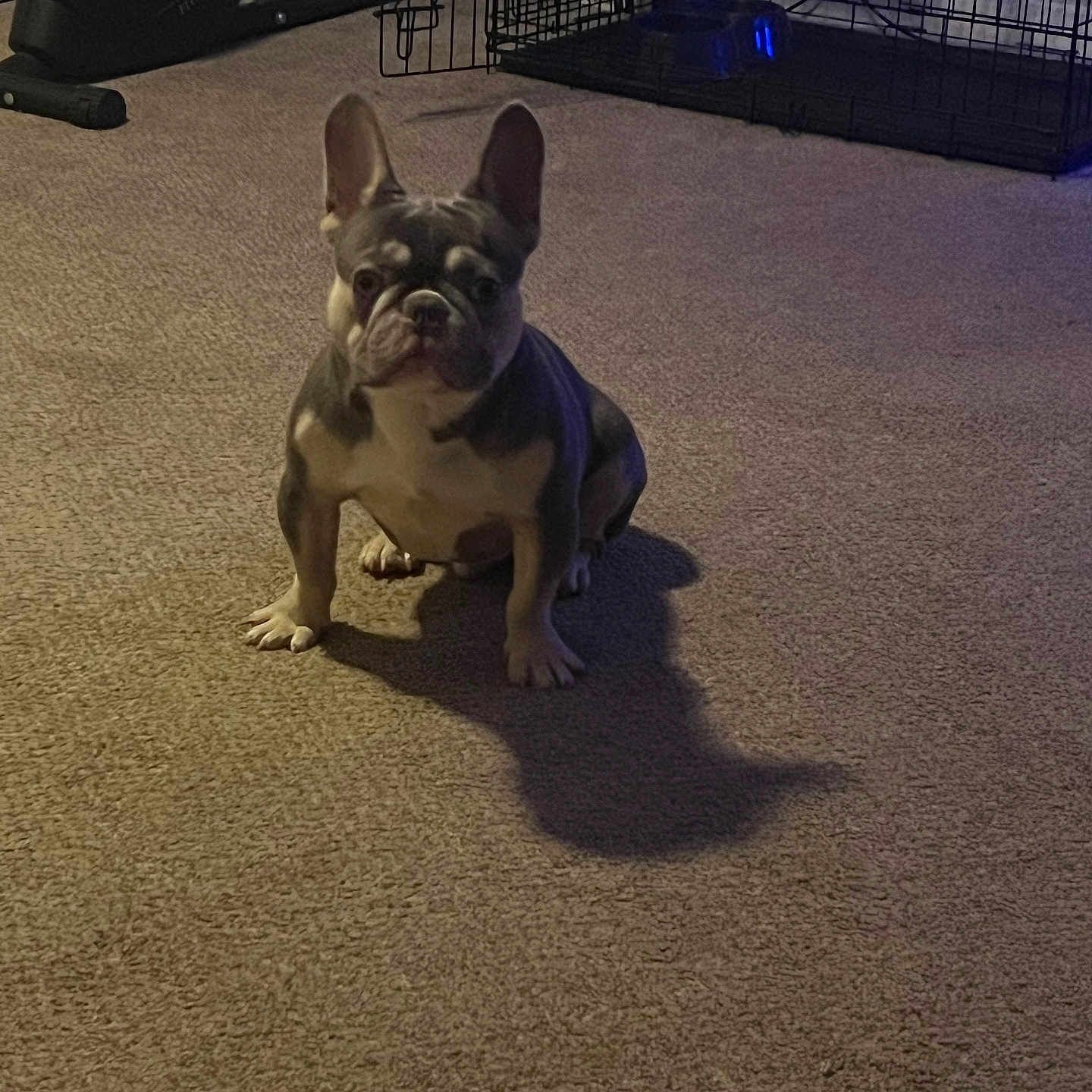 Blue joined the competition — help win amazing prizes! animal, brown, carpet, companion, crate, cute, dog, domestic, ears, exercise_equipment, floor, french_bulldog, fur, indoor, pet, puppy, shadow, sitting, small, white