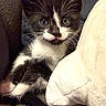 kitten, cat, black_and_white, tuxedo_cat, pet, cute, feline, whiskers, indoor, couch, pillow, relaxed, young, animal, fur, small, domestic_cat, curious, sitting, cozy