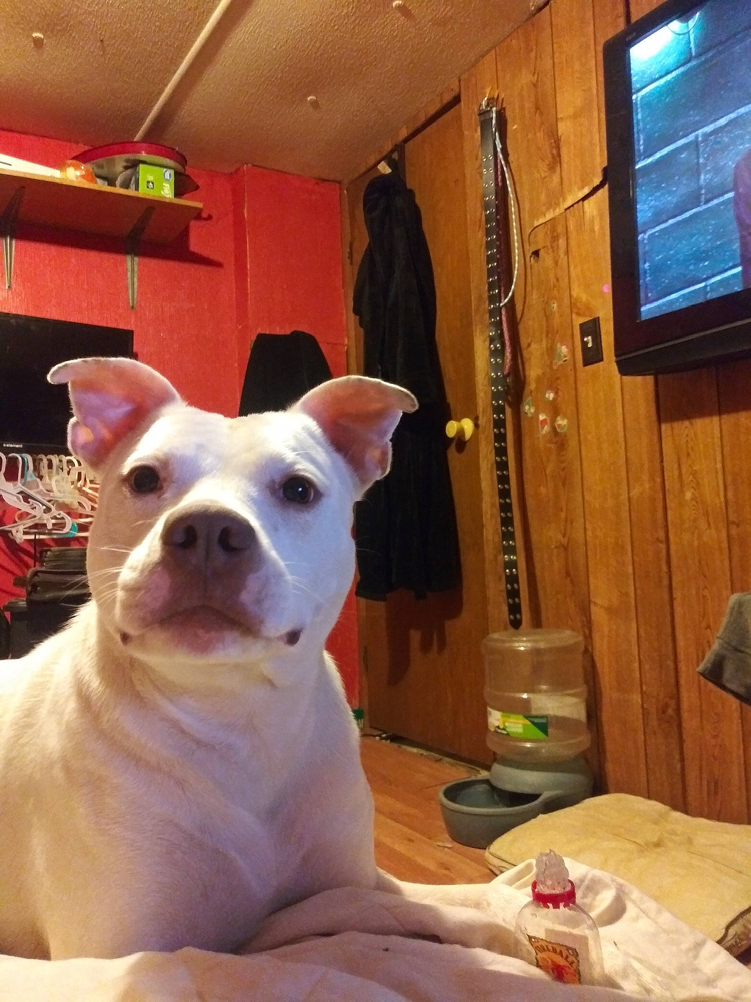 Willow joined the competition — help win amazing prizes! canidae, carnivore, comfort, companion_dog, display_device, dog, dog_breed, ear, fawn, flooring, hardwood, room, snout, sporting_group, tableware, television, terrestrial_animal, whiskers, wood, working_animal