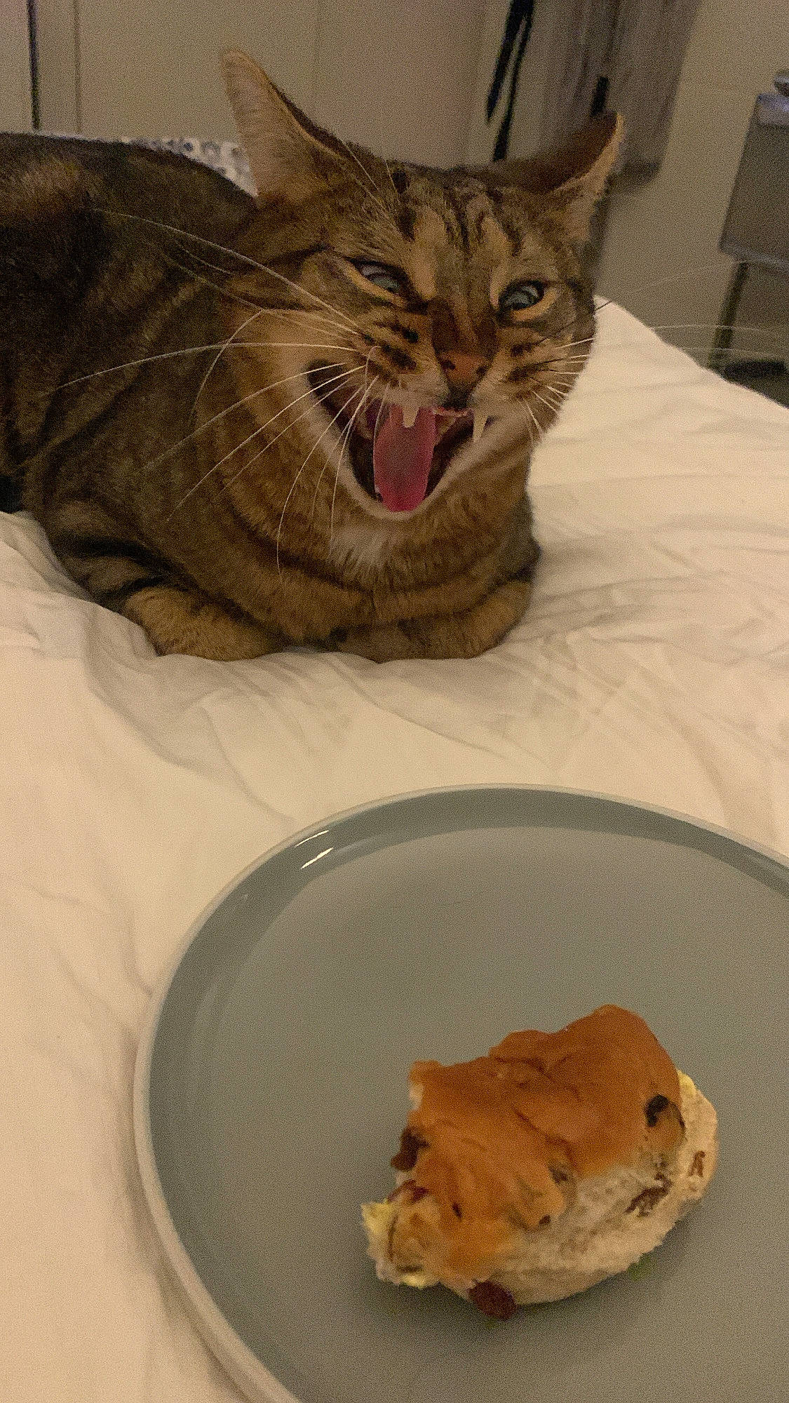 Morrissey is registered to the contest to win money with this photo: carnivore, cat, cat_supply, ceramic, comfort, comfort_food, domestic_short_haired_cat, fang, felidae, fur, ingredient, jaw, mouth, paw, pet_supply, small_to_medium_sized_cats, snout, terrestrial_animal, whiskers, yawn