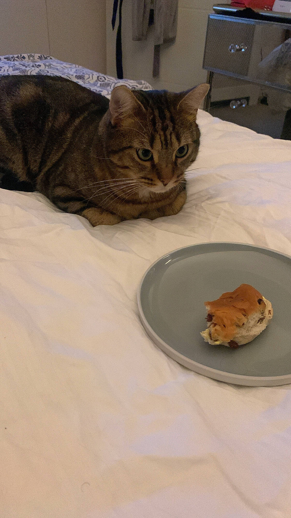 Morrissey is registered to the contest to win money with this photo: carnivore, cat, cat_supply, comfort, cuisine, dish, dishware, fawn, felidae, fur, ingredient, mammal, pet_supply, plate, platter, serveware, small_to_medium_sized_cats, tableware, vertebrate, whiskers