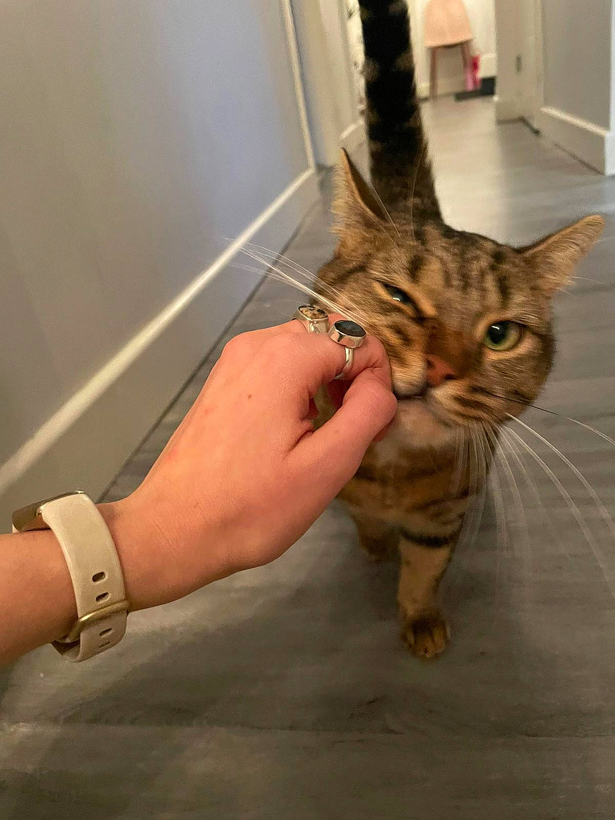 Morrissey is registered to the contest to win money with this photo: carnivore, cat, claw, domestic_short_haired_cat, door, fawn, felidae, finger, fur, gesture, hand, houseplant, nail, small_to_medium_sized_cats, snout, tail, thumb, watch, whiskers, wrist