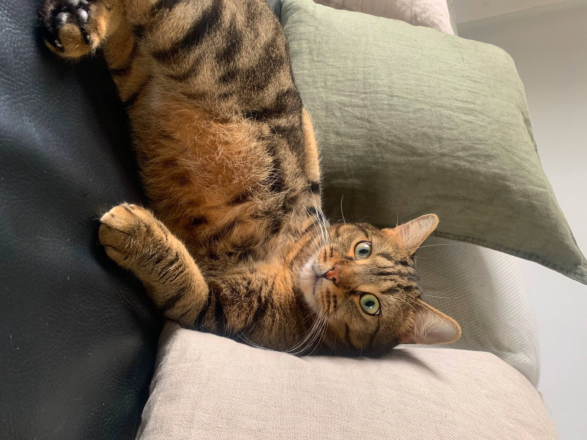 Morrissey joined the competition — help win amazing prizes! bed, bedding, carnivore, cat, claw, comfort, couch, domestic_short_haired_cat, fawn, felidae, fur, linens, paw, pillow, small_to_medium_sized_cats, snout, tail, terrestrial_animal, whiskers, wildlife