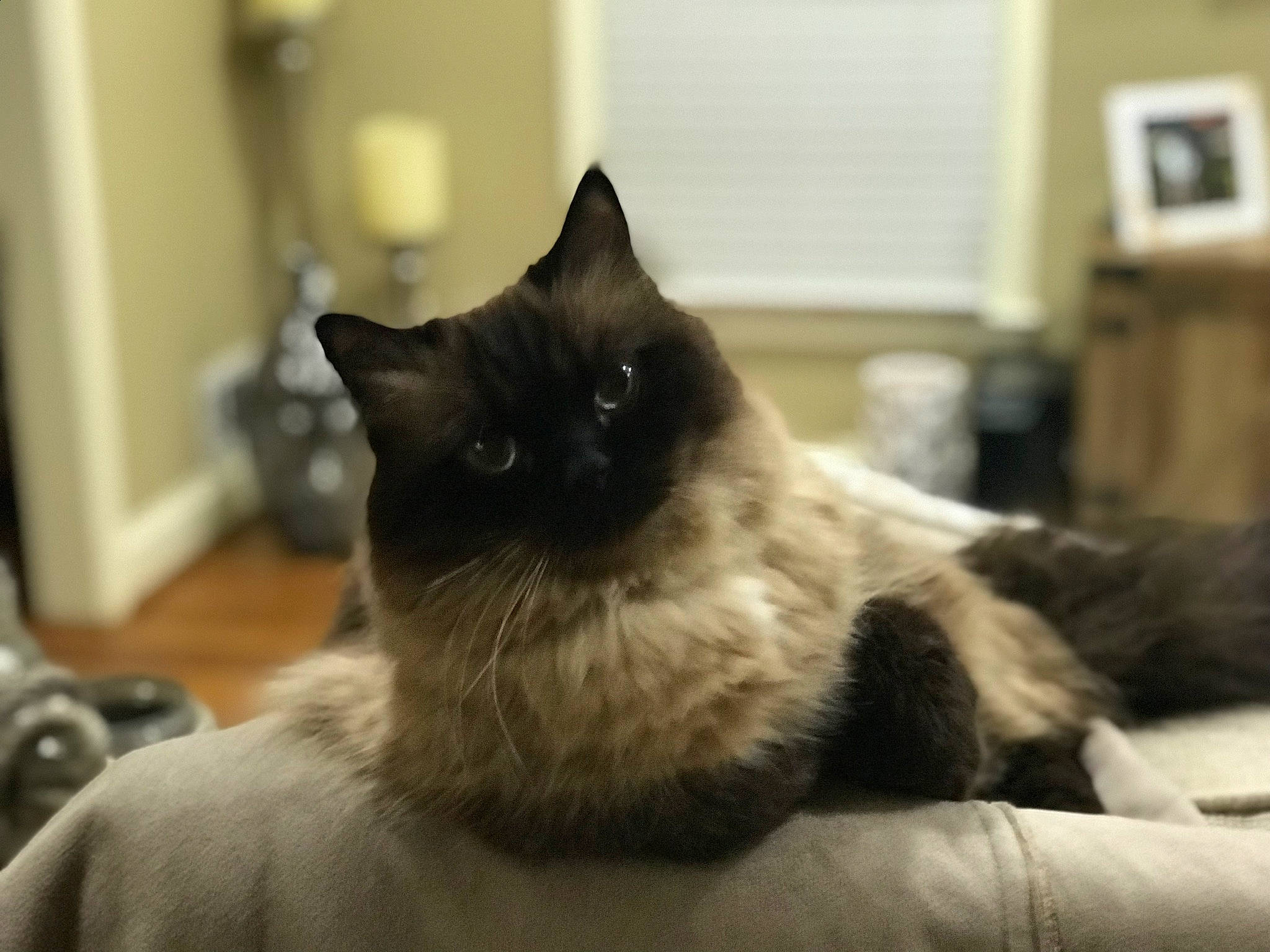 Gato is registered to the contest to win money with this photo: black_cat, carnivore, cat, comfort, domestic_short_haired_cat, felidae, flooring, fur, grey, monochrome_photography, paw, room, sitting, small_to_medium_sized_cats, snout, tail, whiskers, window