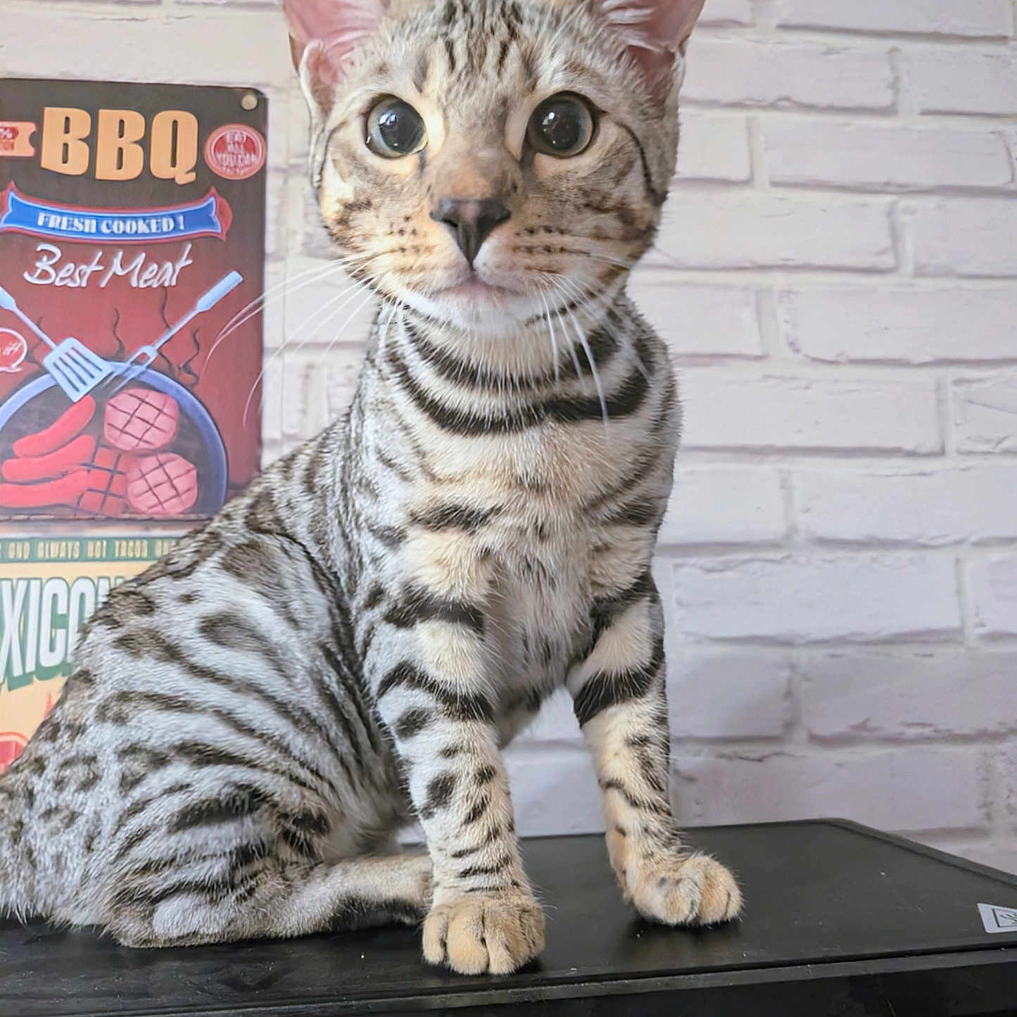 Arès participe au concours pour gagner de l'argent avec cette photo : animal, background, black_surface, brick_wall, cat, close_up, curious_eyes, domestic_cat, ears, feline, indoor, muzzle, paws, pet, poster, sitting, spotted, striped, tabby, whiskers