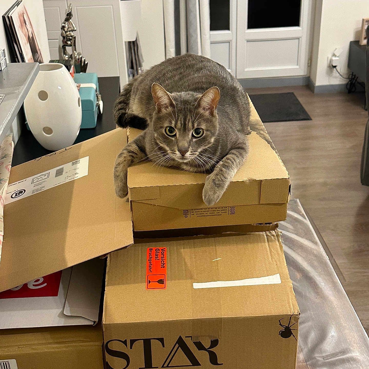 Uber participe au concours pour gagner de l'argent avec cette photo : animal, cardboard_boxes, cat, cozy, curious, curtains, decor, feline, floor, furniture, home, indoor, living_room, pet, photographs, relaxed, stack, tabby, window, wooden_floor