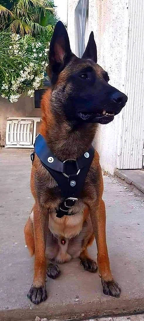 Peps participe au concours pour gagner de l'argent avec cette photo : ancient_dog_breeds, carnivore, collar, companion_dog, dog, dog_breed, dog_collar, dog_supply, fawn, fur, guard_dog, liver, pet_supply, snout, sporting_group, tree, working_animal, working_dog