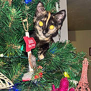 Luna is registered to the contest to win money with this photo: cat, kitten, christmas_tree, ornaments, tortoiseshell, holiday, decorations, indoor, greenery, glitter, pink_octopus, eiffel_tower_ornament, lights, curious, flash, festive, closeup, animal, pet, holiday_decor