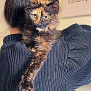Aria a rejoint le concours — aidez-le/la à gagner de superbes lots ! cat, tortoiseshell_cat, person, hair_bun, knitted_sweater, shoulder, indoor, pet, feline, animal, cozy, portrait, looking_at_camera, fur, paw, wall_hanging, text, home, warm, cute