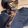 cat, tortoiseshell_cat, person, hair_bun, knitted_sweater, shoulder, indoor, pet, feline, animal, cozy, portrait, looking_at_camera, fur, paw, wall_hanging, text, home, warm, cute