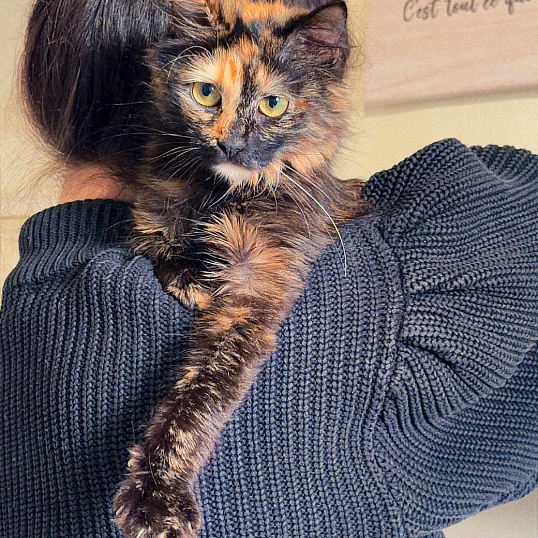 Aria a rejoint le concours — aidez-le/la à gagner de superbes lots ! cat, tortoiseshell_cat, person, hair_bun, knitted_sweater, shoulder, indoor, pet, feline, animal, cozy, portrait, looking_at_camera, fur, paw, wall_hanging, text, home, warm, cute