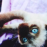 Olaff participe au concours pour gagner de l'argent avec cette photo :