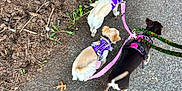 Chole is registered to the contest to win money with this photo: dog, leash, harness, walking, outdoor, pavement, greenery, small_dog, canine, nature, path, pet, animal, sidewalk, fur, playful, walking_dogs, daytime, three_dogs, exploring