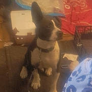 Dude is registered to the contest to win money with this photo: dog, indoor, pet, animal, sitting, collar, leash, floor, bag, container, clutter, household, brown, white, black, furniture, plastic, box, fabric, miscellaneous