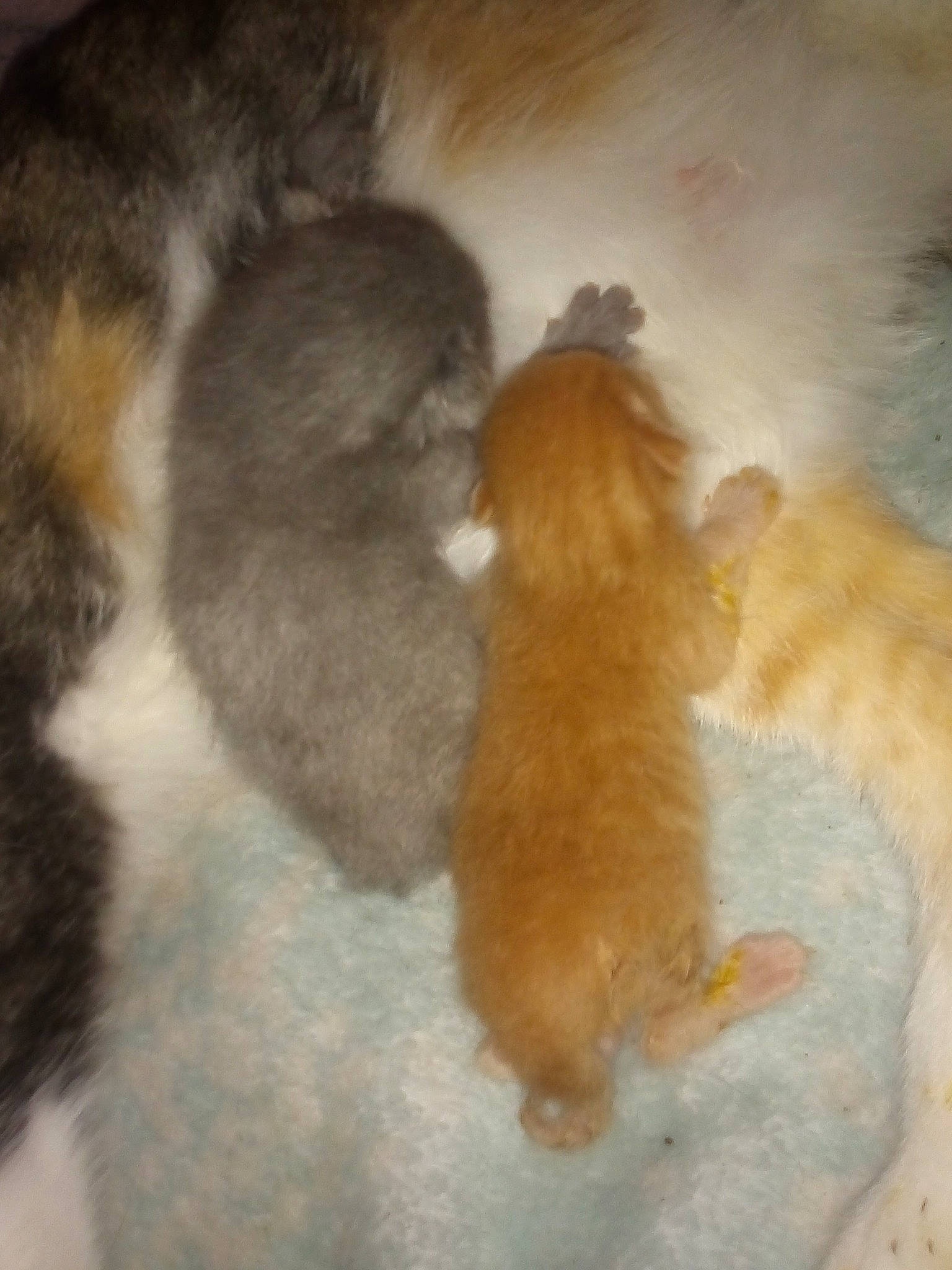 Cinnamon joined the competition — help win amazing prizes! brown, canidae, carnivore, cat, claw, comfort, companion_dog, dog_breed, fawn, felidae, fur, liver, mammal, paw, small_to_medium_sized_cats, sporting_group, tail, terrestrial_animal, vertebrate