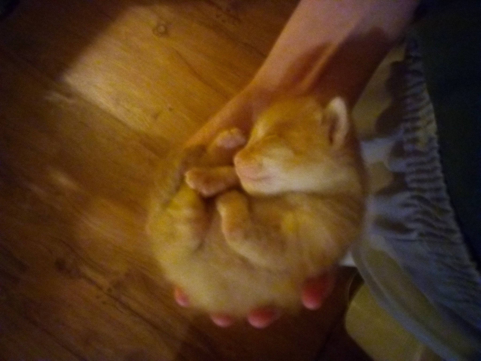 Cinnamon is registered to the contest to win money with this photo: carnivore, cat, cloud, companion_dog, dog_breed, domestic_short_haired_cat, fawn, felidae, flooring, fur, gesture, hardwood, paw, small_to_medium_sized_cats, snout, spitz, tail, whiskers, wood, wood_stain